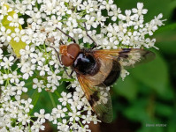 Volucella_pellucens